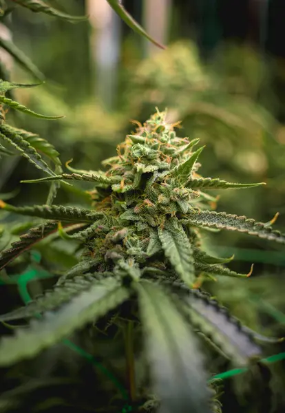 Premium Cannabisplanten Een Kas Klaar Voor Oogst — Stockfoto