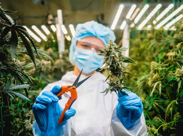 Female Researcher Cutting Cannabis Leaves Buds Greenhouse — Stock Photo, Image