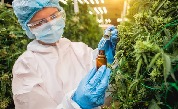 Vrouwelijke Onderzoeker Onderzoekt Cannabisolie Een Kas — Stockfoto