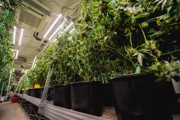 准备收割的温室中的优质大麻植物 — 图库照片