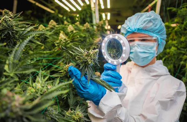 女性研究人员检查温室中的大麻叶和芽 — 图库照片