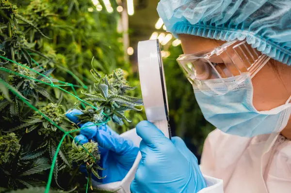 Kvinnlig Forskare Undersöker Cannabisblad Och Cannabisknoppar Ett Växthus — Stockfoto