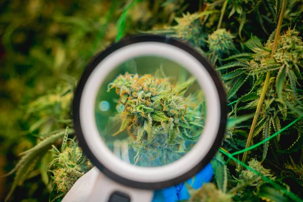 Investigadora Femenina Examina Hojas Brotes Cannabis Invernadero — Foto de Stock