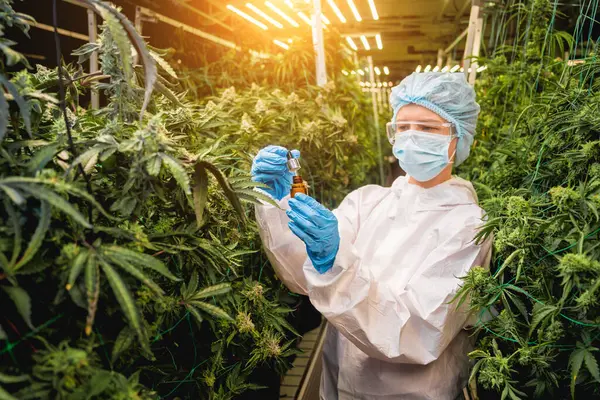 女性研究者が温室で大麻オイルを調べる — ストック写真