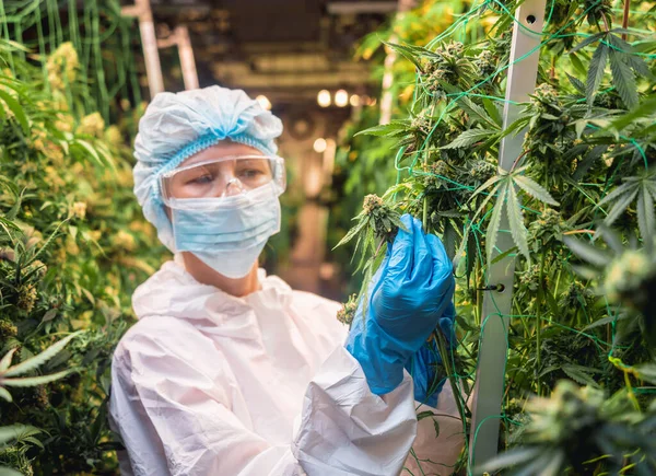 Female Researcher Examine Cannabis Leaves Buds Greenhouse — Stock Photo, Image