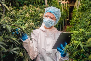 Kadın araştırmacı seradaki kenevir yapraklarını ve tomurcuklarını inceleyerek verileri bir tablete yerleştirir