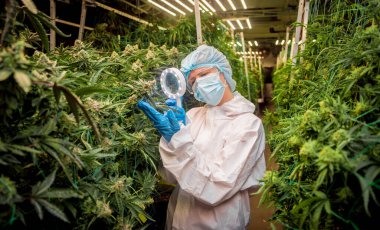 Kadın araştırmacı bir serada kenevir yaprağı ve tomurcuklarını inceliyor