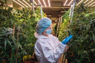 Kadın araştırmacı bir serada kenevir yaprağı ve tomurcuklarını inceliyor