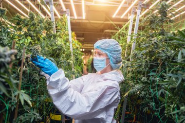 Kadın araştırmacı bir serada kenevir yaprağı ve tomurcuklarını inceliyor