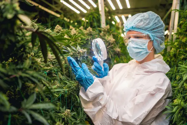 Kvinnlig Forskare Undersöker Cannabisblad Och Cannabisknoppar Ett Växthus — Stockfoto