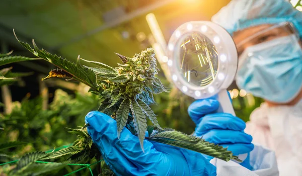 Pesquisadora Examina Folhas Botões Cannabis Estufa — Fotografia de Stock