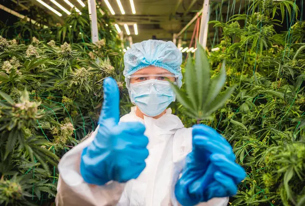 Kvinnlig Forskare Som Skär Cannabisblad Och Cannabisknoppar Ett Växthus — Stockfoto
