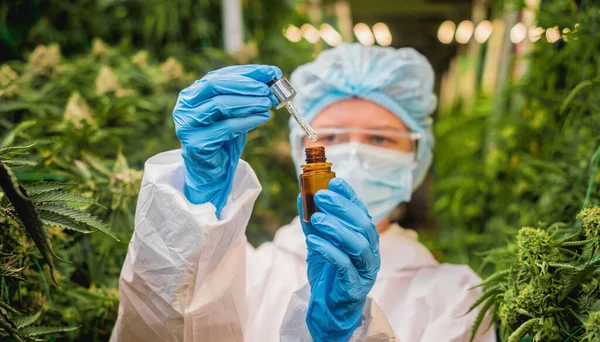 Kvinnlig Forskare Undersöker Cannabisolja Ett Växthus — Stockfoto