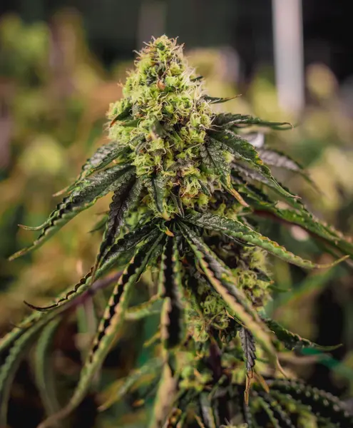 Plantas Cannabis Premium Estufa Prontas Para Colheita — Fotografia de Stock