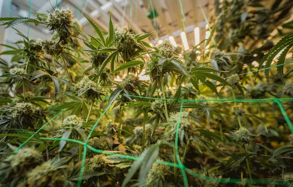 Plantas Cannabis Premium Estufa Prontas Para Colheita — Fotografia de Stock