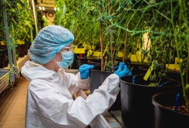 Kadın araştırmacı bir serada kenevir yaprağı ve tomurcuklarını inceliyor