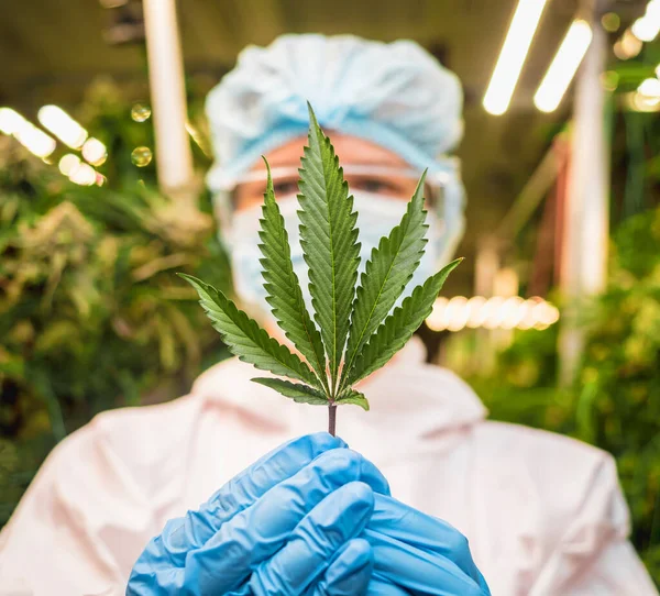 Kvinnlig Forskare Som Skär Cannabisblad Och Cannabisknoppar Ett Växthus — Stockfoto