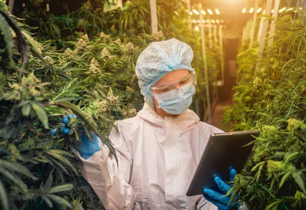 Kvinnlig Forskare Undersöker Cannabisblad Och Cannabisknoppar Ett Växthus För Data — Stockfoto