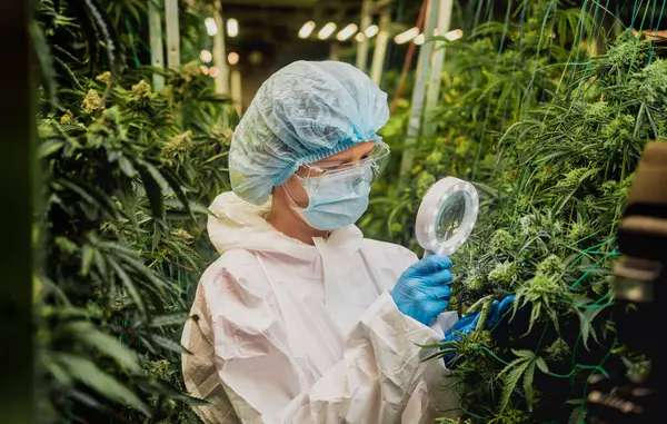 女性研究人员检查温室中的大麻叶和芽 — 图库照片