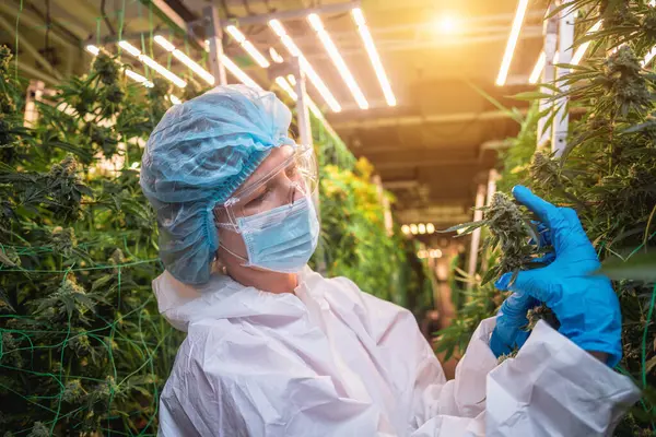Vrouwelijke Onderzoeker Onderzoekt Cannabisbladeren Knoppen Een Kas — Stockfoto