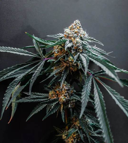 Beautiful Cannabis Big Bud Dark Grey Background — Stock Photo, Image