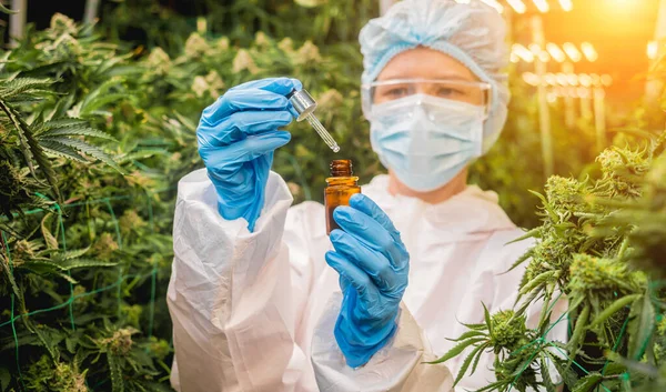 Female Researcher Examine Cannabis Oil Greenhouse — Stock Photo, Image