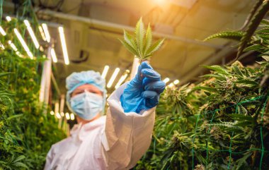 Kadın araştırmacı serada kenevir yaprağı ve tomurcukları kesiyor..