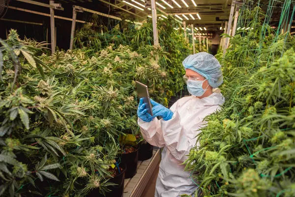 Kvinnlig Forskare Undersöker Cannabisblad Och Cannabisknoppar Ett Växthus För Data — Stockfoto