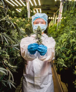 Kadın araştırmacı bir serada kenevir yaprağı ve tomurcuklarını inceliyor