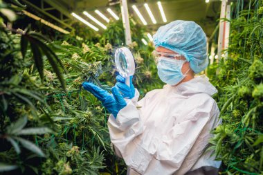 Kadın araştırmacı bir serada kenevir yaprağı ve tomurcuklarını inceliyor