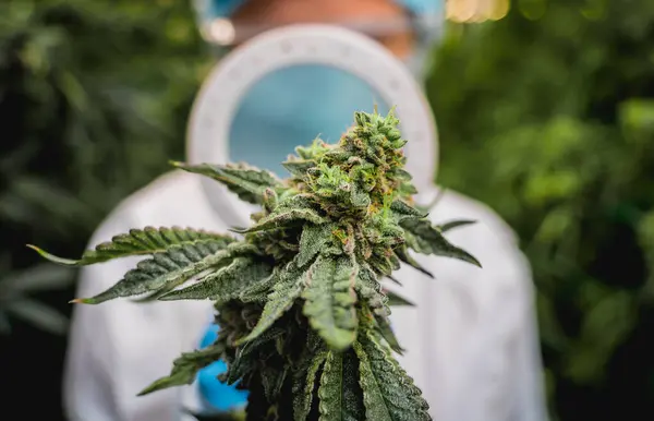 女性研究者が温室で大麻の葉と芽を調べる — ストック写真