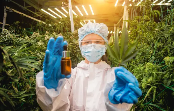 女性研究人员检查温室中的大麻油 — 图库照片