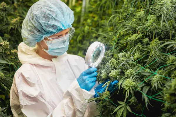 女性研究者が温室で大麻の葉と芽を調べる — ストック写真
