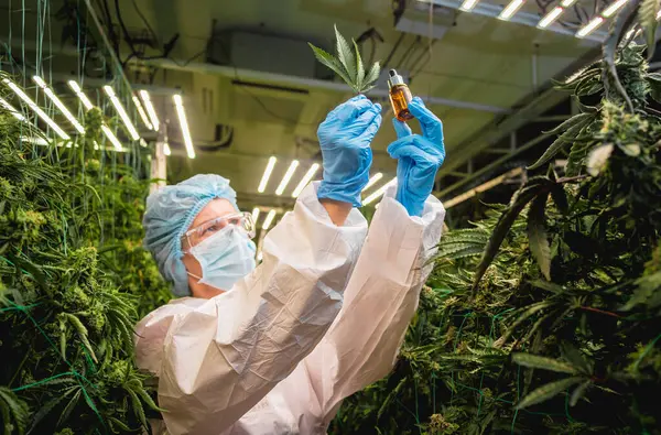 Investigadora Femenina Examina Aceite Cannabis Invernadero — Foto de Stock
