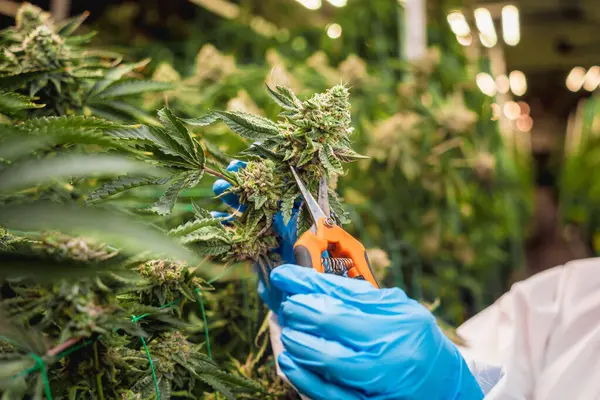 大麻の葉と芽を温室で切断する女性研究者 — ストック写真