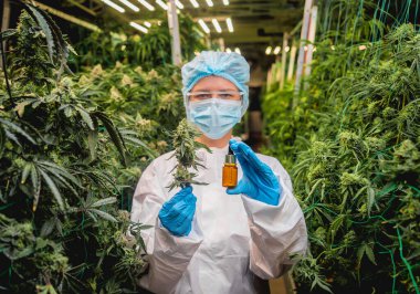 Kadın araştırmacı serada kenevir yağını inceliyor