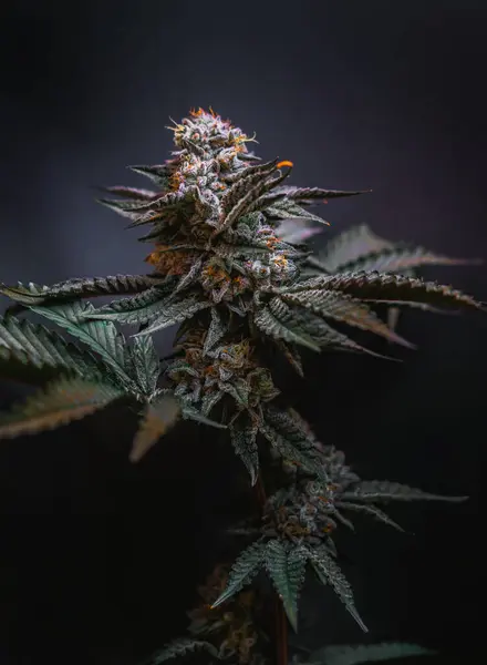 Beau Gros Bourgeon Cannabis Sur Fond Gris Foncé — Photo