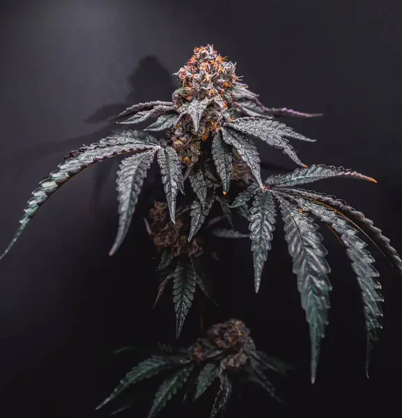 ダークグレーの背景に美しい大麻大きな芽 — ストック写真