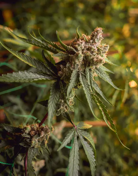 収穫の準備ができている温室のプレミアム大麻植物 — ストック写真