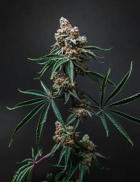 ダークグレーの背景に美しい大麻大きな芽 — ストック写真
