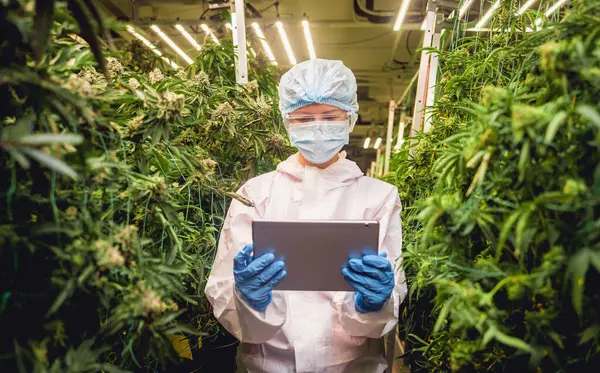 女性研究者は大麻の葉と芽を温室で調べ タブレットにデータを入力します — ストック写真