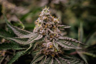 Seradaki kaliteli kenevir bitkileri hasat için hazır.