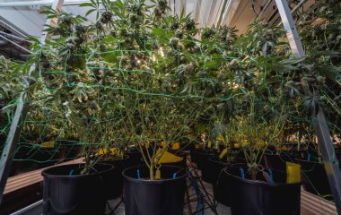 Seradaki kaliteli kenevir bitkileri hasat için hazır.