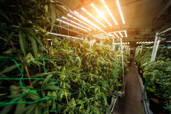 Premium Cannabisplanten Een Kas Klaar Voor Oogst — Stockfoto