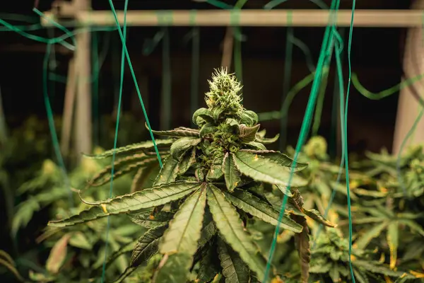 Premium Cannabis Plants Greenhouse Ready Harvest — Stock Photo, Image