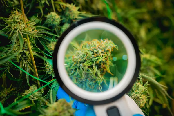 Forscherin Untersucht Cannabisblätter Und Knospen Einem Gewächshaus — Stockfoto