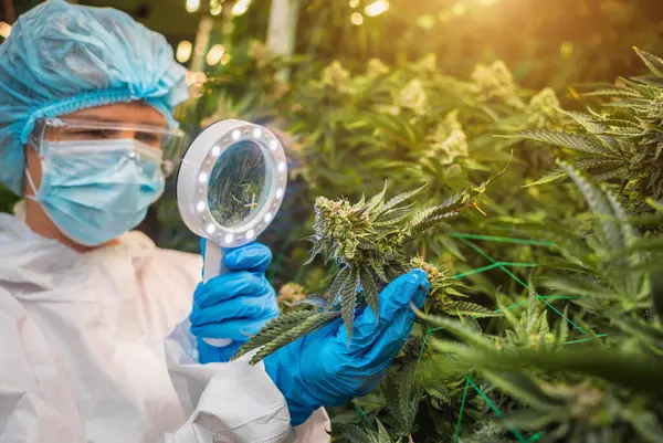 Vrouwelijke Onderzoeker Onderzoekt Cannabisbladeren Knoppen Een Kas — Stockfoto