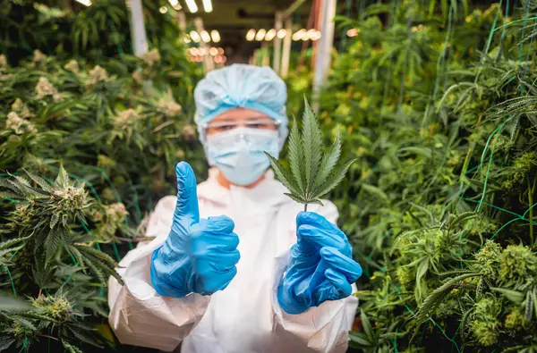 大麻の葉と芽を温室で切断する女性研究者 — ストック写真