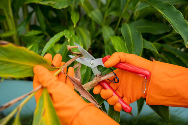 A young woman takes care of the garden, waters, fertilizes and prunes plants.