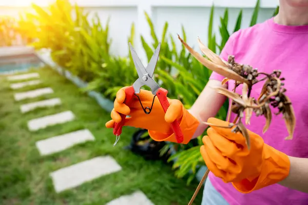 Young Woman Takes Care Garden Waters Fertilizes Prunes Plants — Stock Photo, Image
